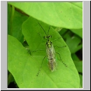 Rhogogaster viridis - Gruene Blattwespe 01.jpg